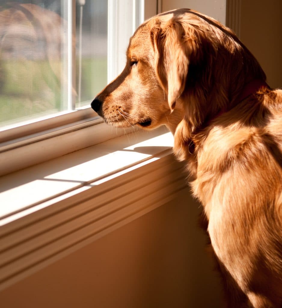 Protect your Dog at home alone Protect your pet with IAMFINE daily call service