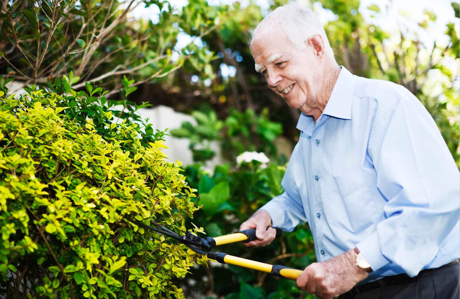 trimming bush