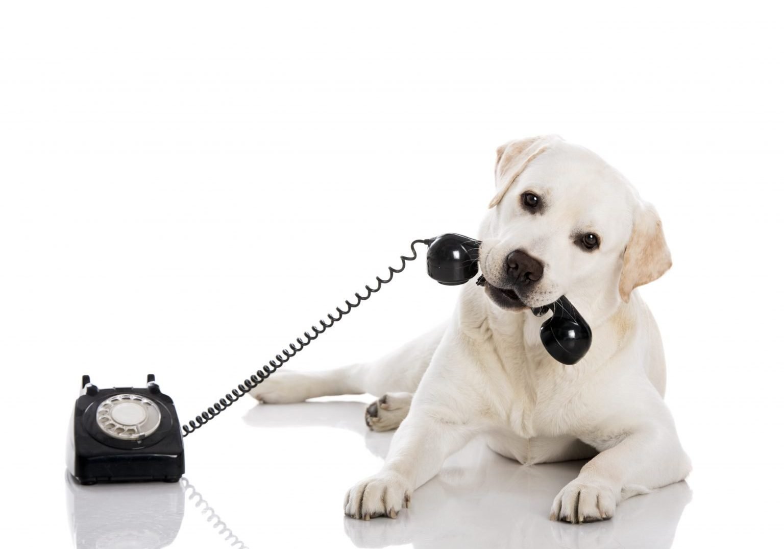 Portrait of a labrador retriever holding a telefone with mouth for iamfine.com